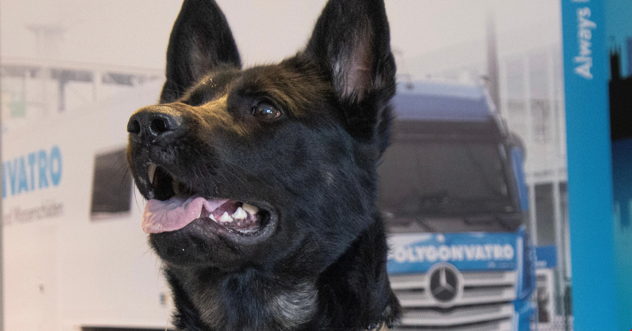 Introducing Birla – Polygon’s mould-detection dog 