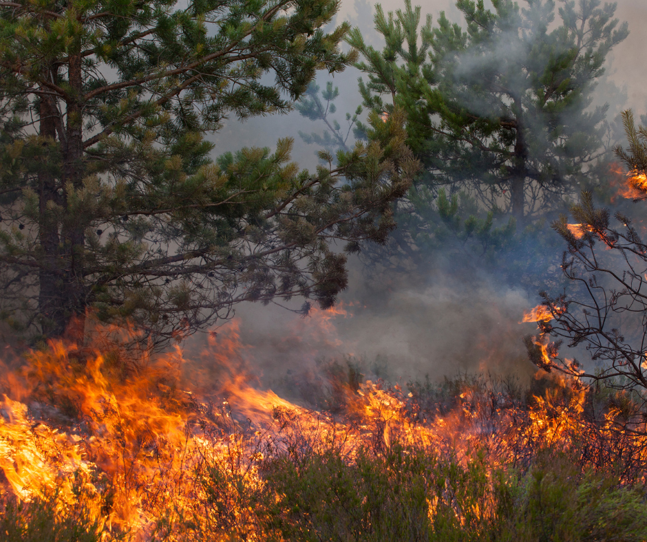 Wildfires on the Rise in the UK