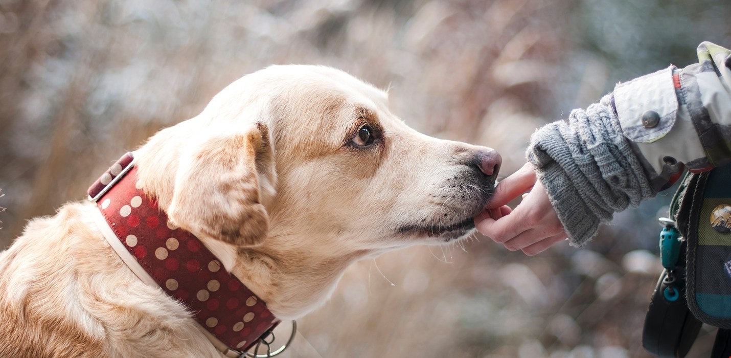 Protecting Our Furry Friends by Keeping Pet Food Safe
