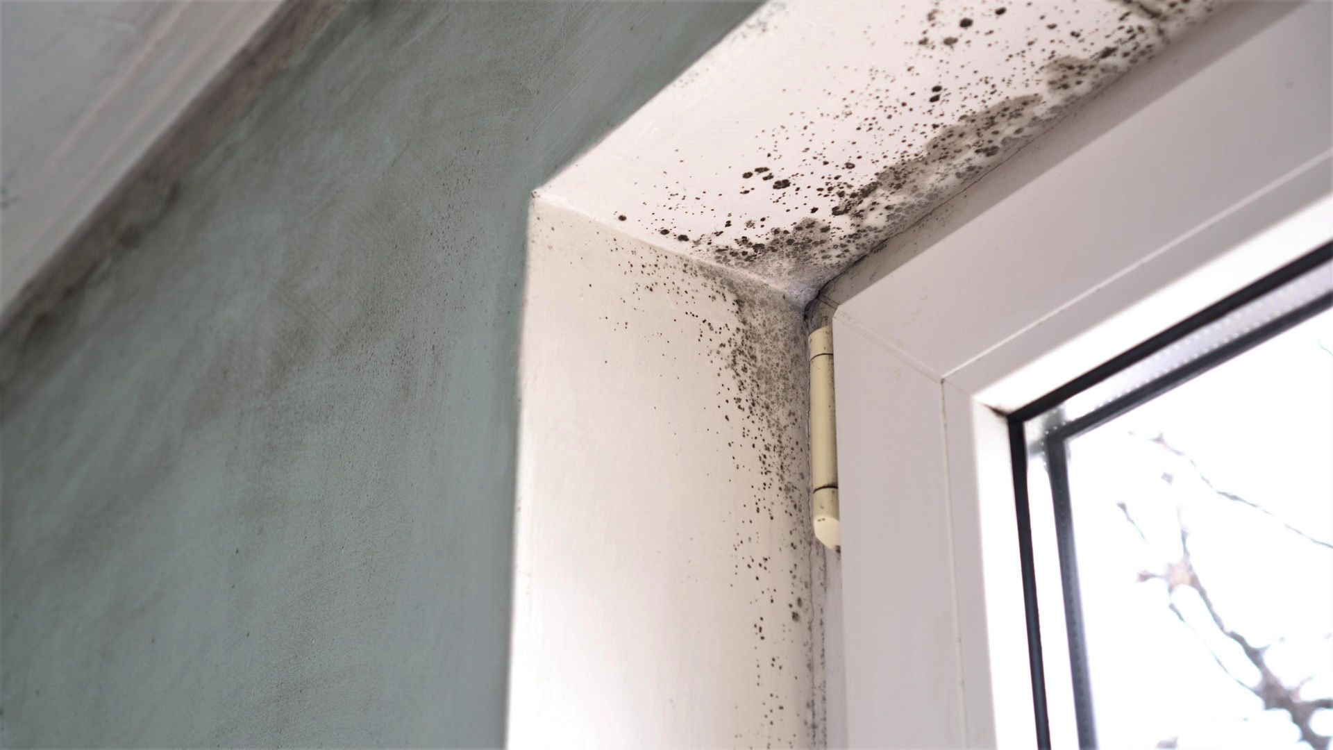 Prevent Mold Illness in Schools with Summer Lay-Ups