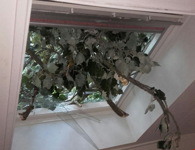 Stormschade boom door dakraam